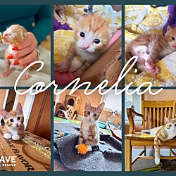 Thumbnail photo of Cornelia #3