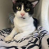 adopt a pet