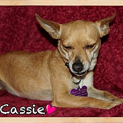 Thumbnail photo of Cassie #4