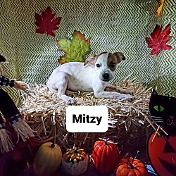 Photo of Mitzy updated pic in listing