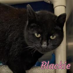 Thumbnail photo of Blackie #3