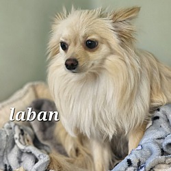 Photo of Laban