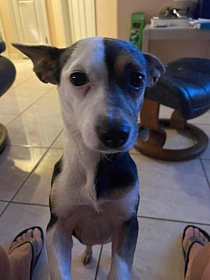 Winter Haven, FL - Chihuahua. Meet Cruella a Pet for Adoption ...