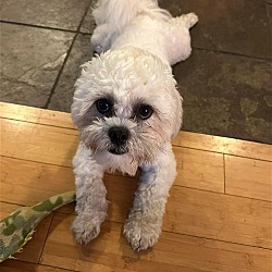 Photo of Lolli