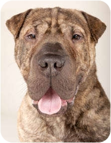 brindle shar pei mix