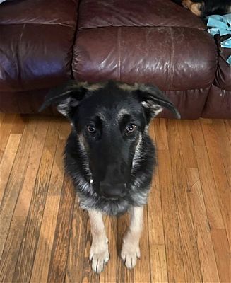 Wheaton, IL - German Shepherd Dog. Meet Goose a Pet for Adoption ...