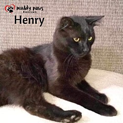 Photo of Henry (Courtesy Post)
