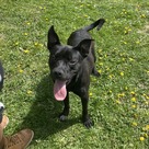 Adopt A Pet :: Sonar - South Haven, MI