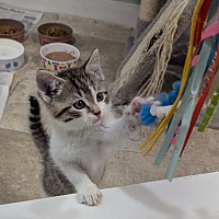 adopt a pet