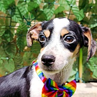 adopt a pet