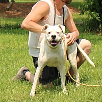 adopt a pet