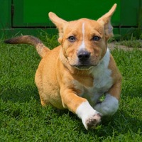 adopt a pet