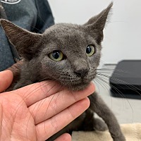 adopt a pet