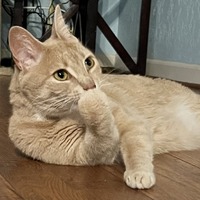 adopt a pet