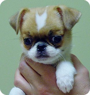 baby pugs for adoption