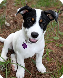 australian cattle dog jack russell mix