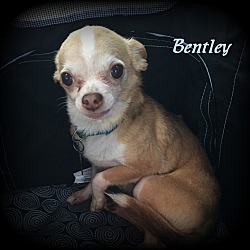 Thumbnail photo of Bentley #3