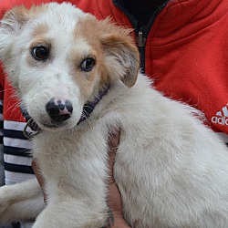 Thumbnail photo of Tara- Indian Pariah pup #3
