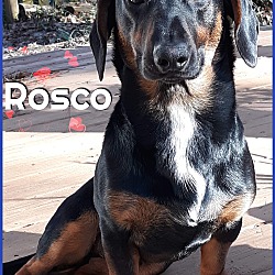 Thumbnail photo of Rosco #3