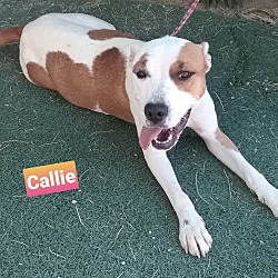 Photo of Callie