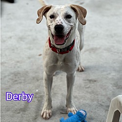 Thumbnail photo of Derby #2