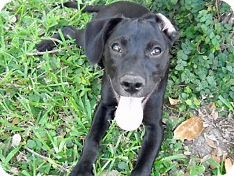 rat terrier and lab mix