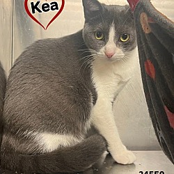 Photo of Kea