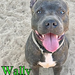 Photo of Wally