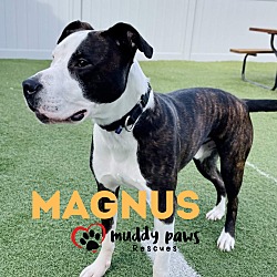 Thumbnail photo of Magnus (Courtesy Post) #3