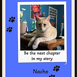 Thumbnail photo of Nacho #1