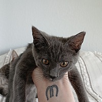 adopt a pet