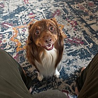 adopt-pet