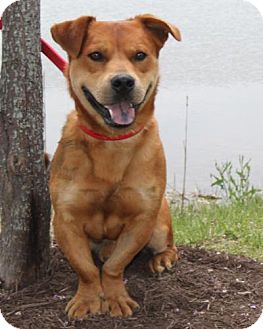 basset hound chow mix