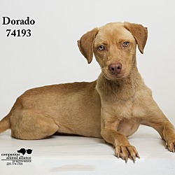 Thumbnail photo of Dorado #4