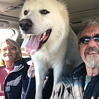 Tulsa, OK - Great Pyrenees. Meet Olaf *Adopted a Pet for ...