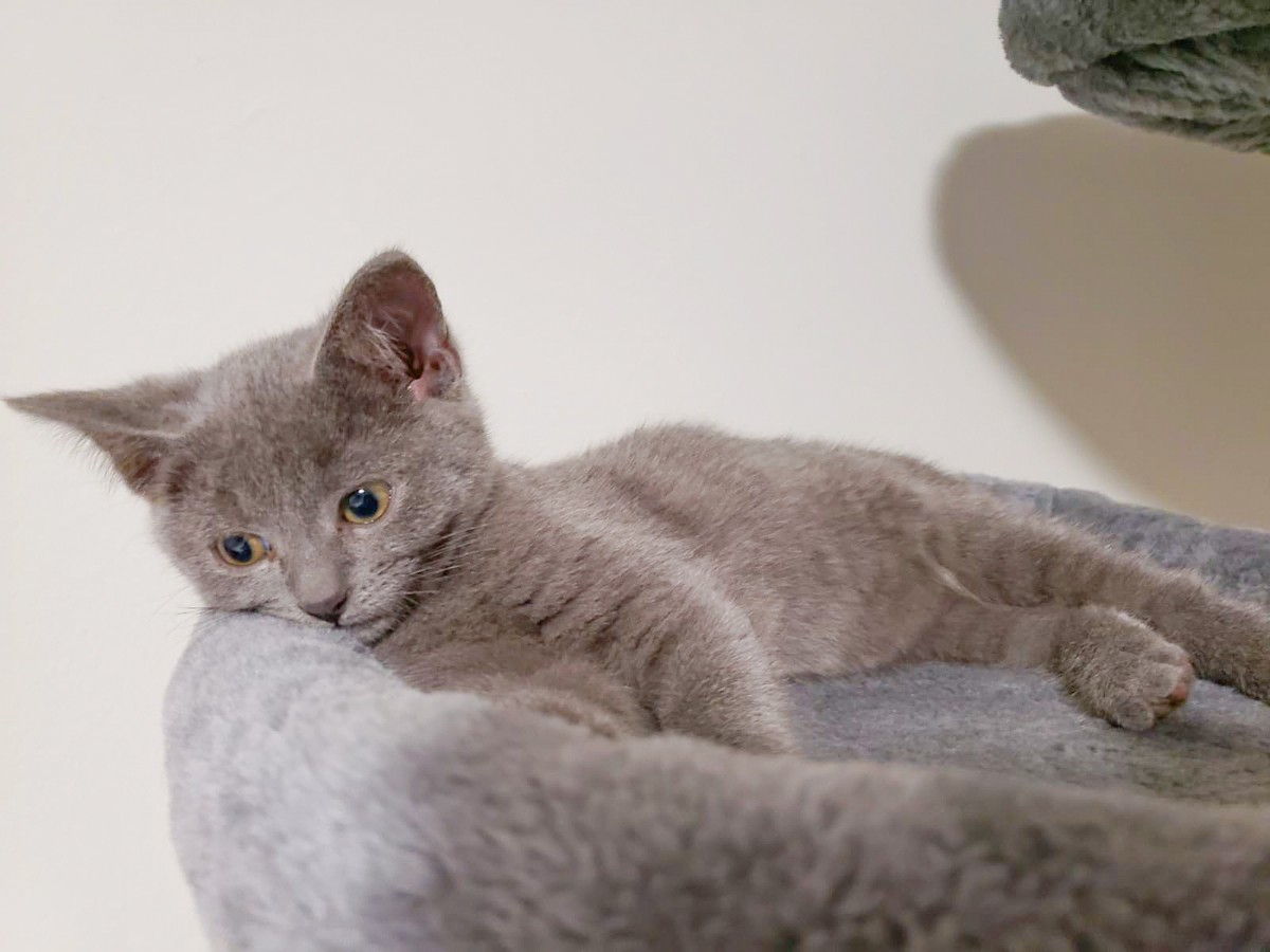 Adopt Aster A Gray Or Blue Domestic Shorthair (short Coat) Cat In