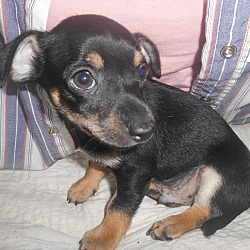 Thumbnail photo of Humphrey - Xena Puppy #2