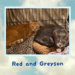 Photo of Red and Greyson