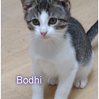 Photo of Bodhi
