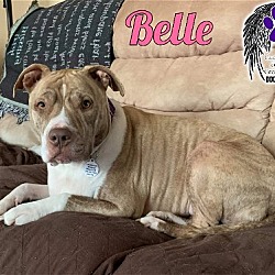 Photo of Belle (Foster or Adopt)