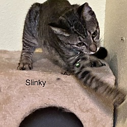 Thumbnail photo of Slinky #3