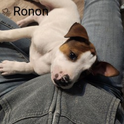 Thumbnail photo of Ronon AL #4
