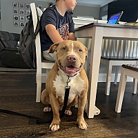 adopt a pet