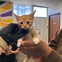 adopt a pet