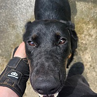 adopt-pet