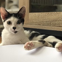 adopt a pet
