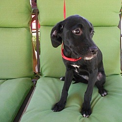 Thumbnail photo of Tyler -Lab mix pup-Adopted! #2