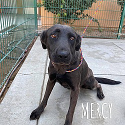 Photo of Mercy