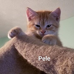 Thumbnail photo of Pele #3