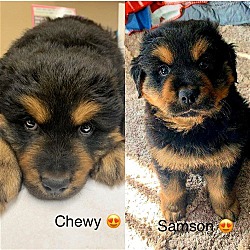 Photo of Samson & Chewy